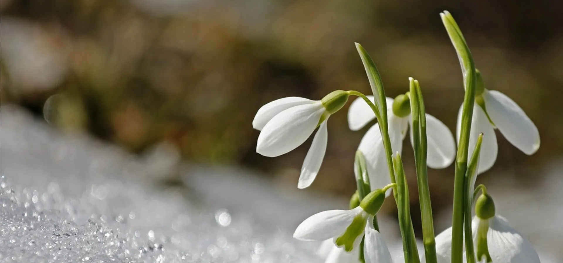chamomile extract uses